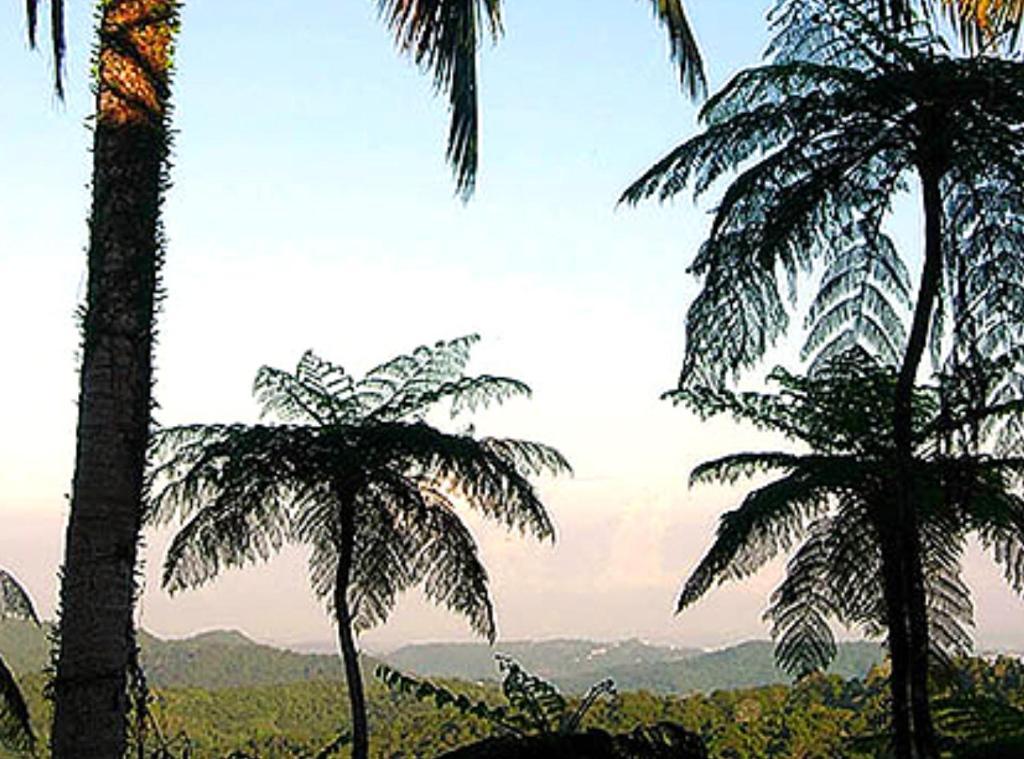 El Hotelito At The Rainforest Experience Farm Фахардо Экстерьер фото
